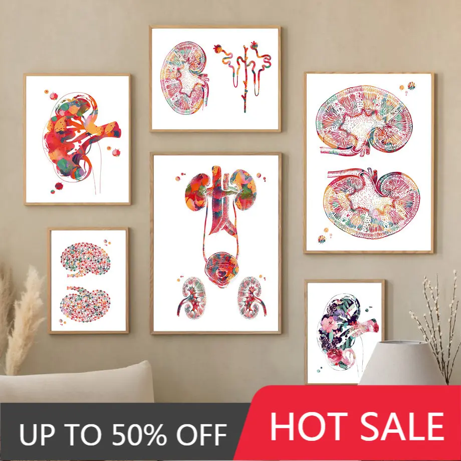 Художественная настенная Картина на холсте с изображением человеческих почек, урологии, мочевых путей, скандинавских постеров и принтов, настенные картины для медицинского декора