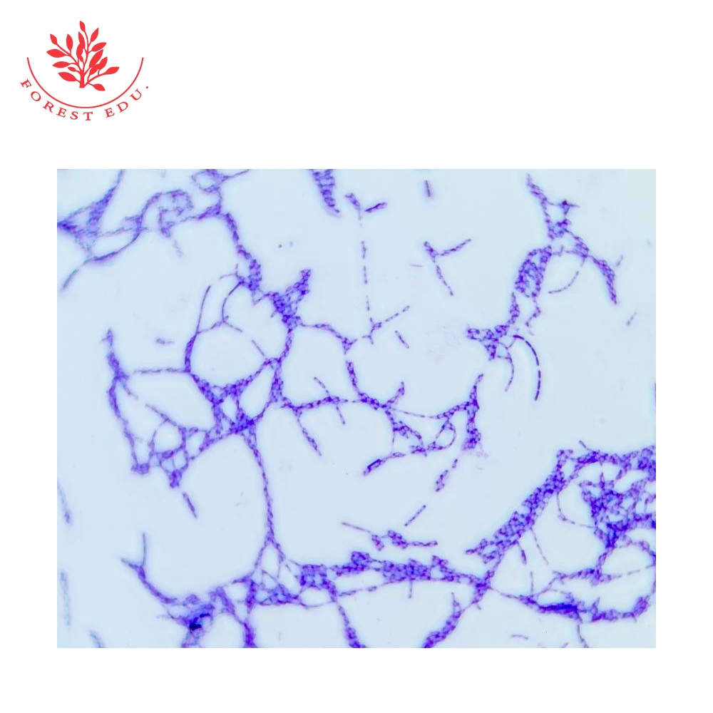 Gram negative bacteria. Better gram. Better gram. Gram positive bacteria. Better gram.