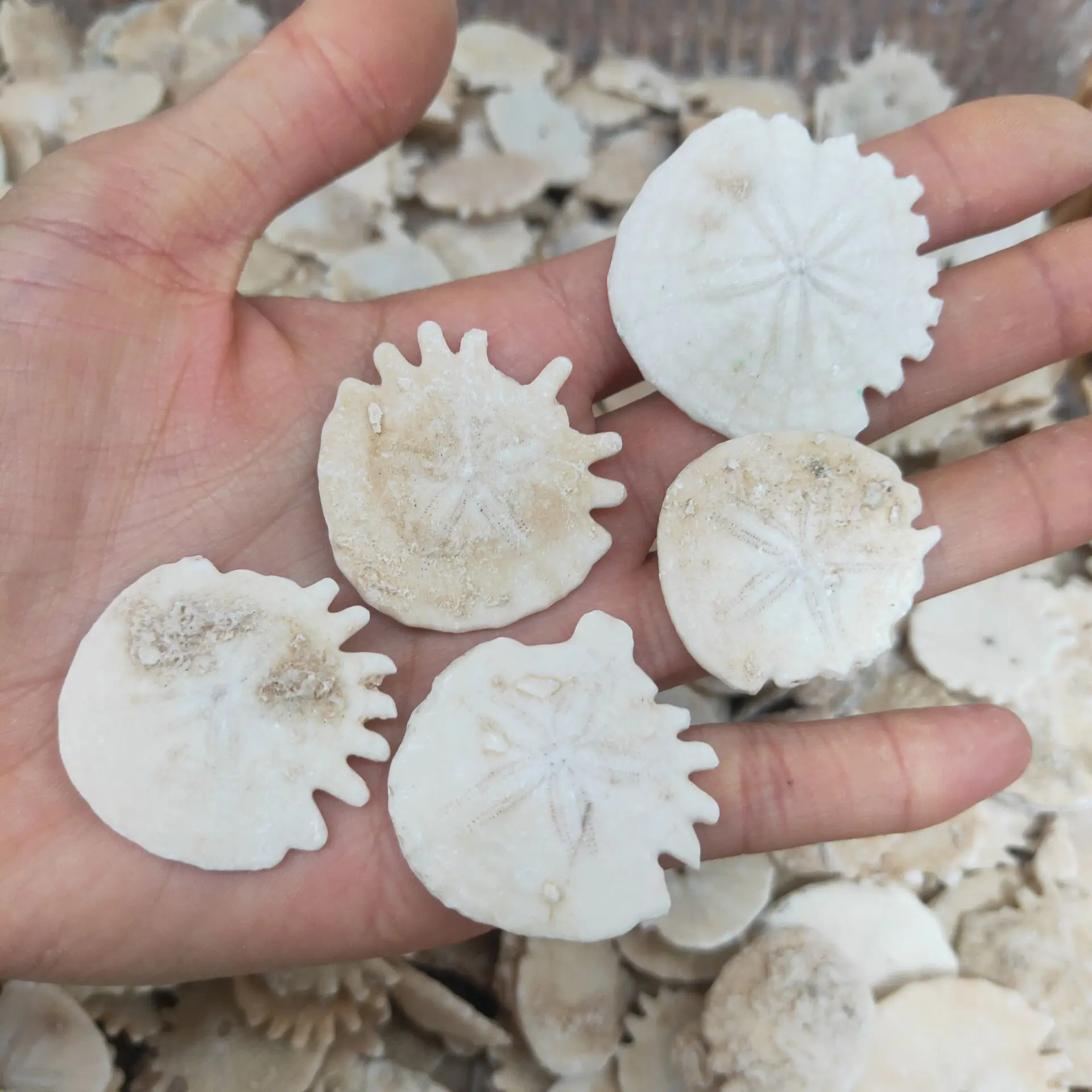 

beige White Sea Urchin Natural Shell Conch Beach Wedding Decoration Coastal Home Decoration starfish