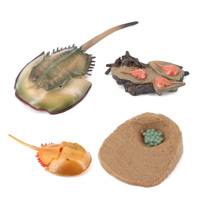 

Simulation Horseshoe Crabs Growth Cycle Model,Insect Life Cycle Action Figures Model Life Cognition Model Ornaments