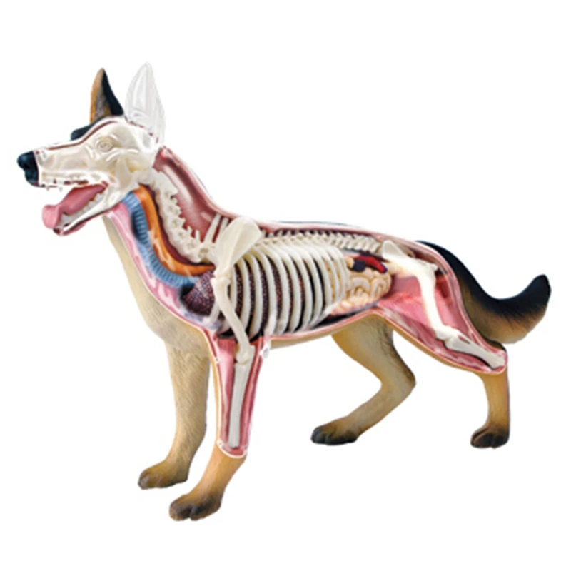Animal Organ Anatomy Model 4D Dog Intelligence Assembling Toy Teaching Anatomy Model DIY Popular Science Appliances