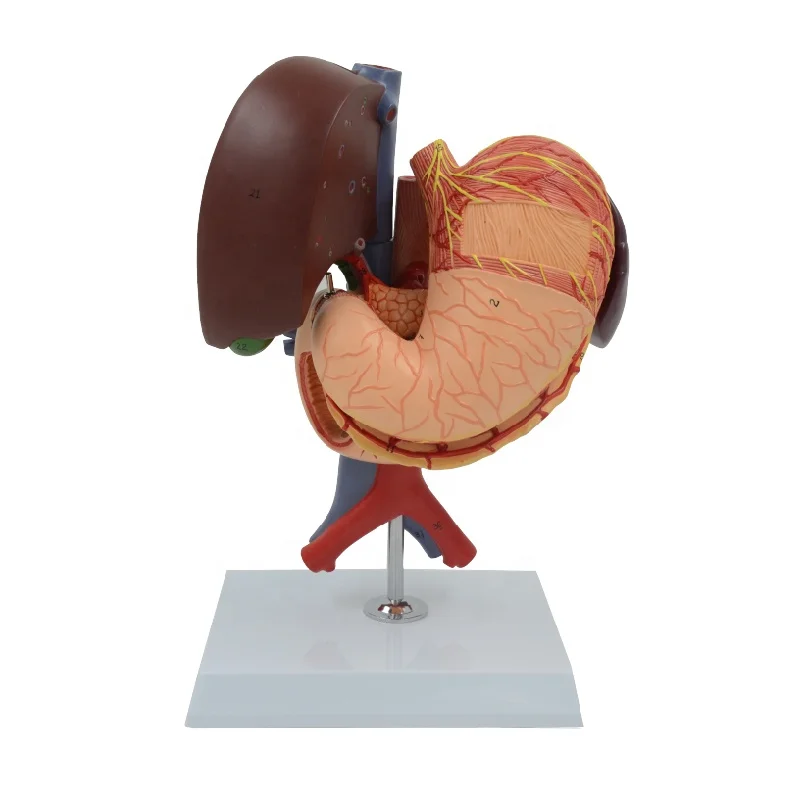 Желудочный панкреа стебель желчного пузыря Duodenum и анатомическая модель печени