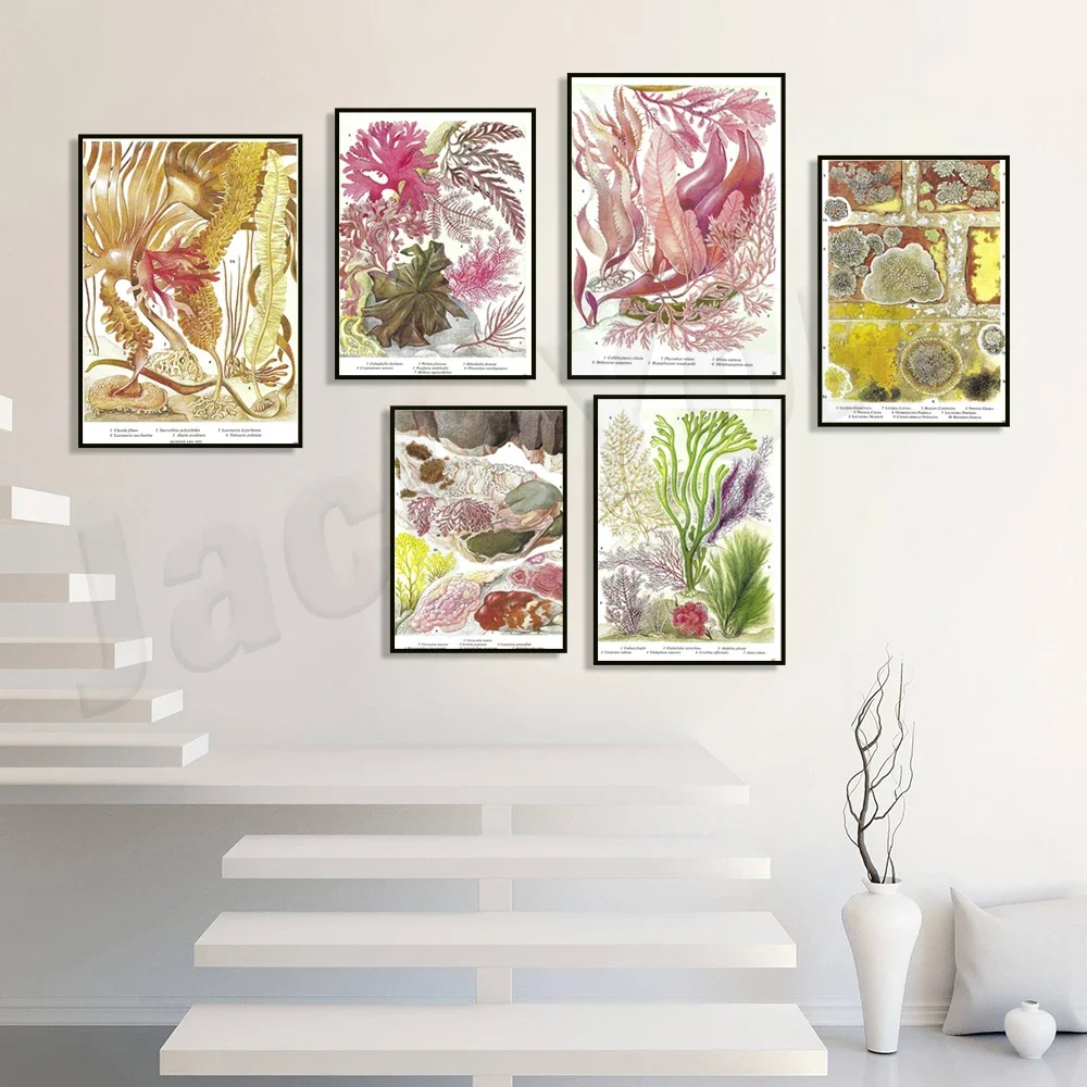 Винтажный постер с морскими водорослями морские растения морское дно папка