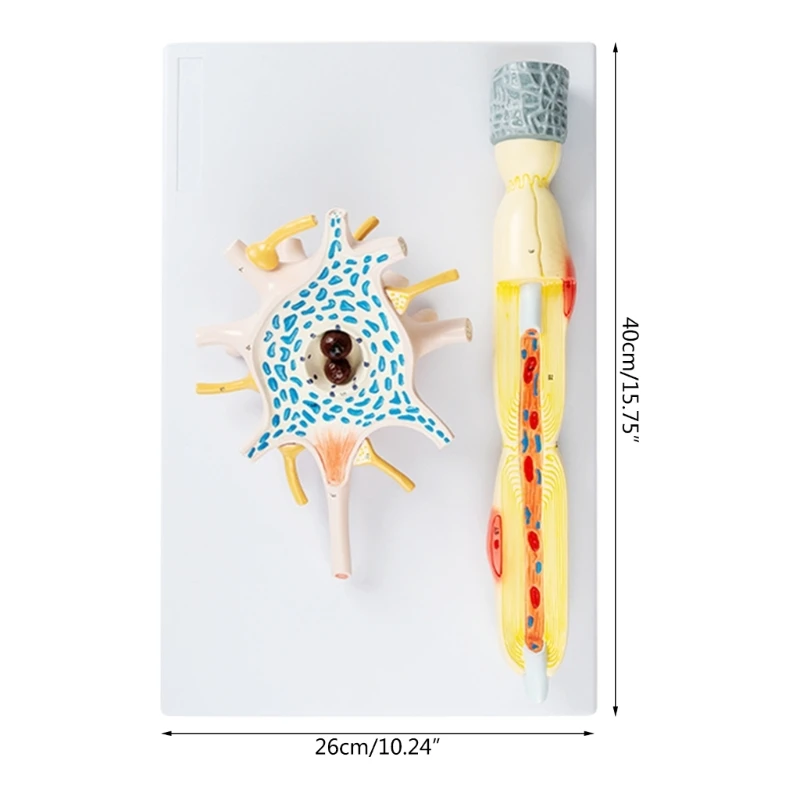 Медицинское обучение модель усиления структуры тела нейронов и нервных волокон