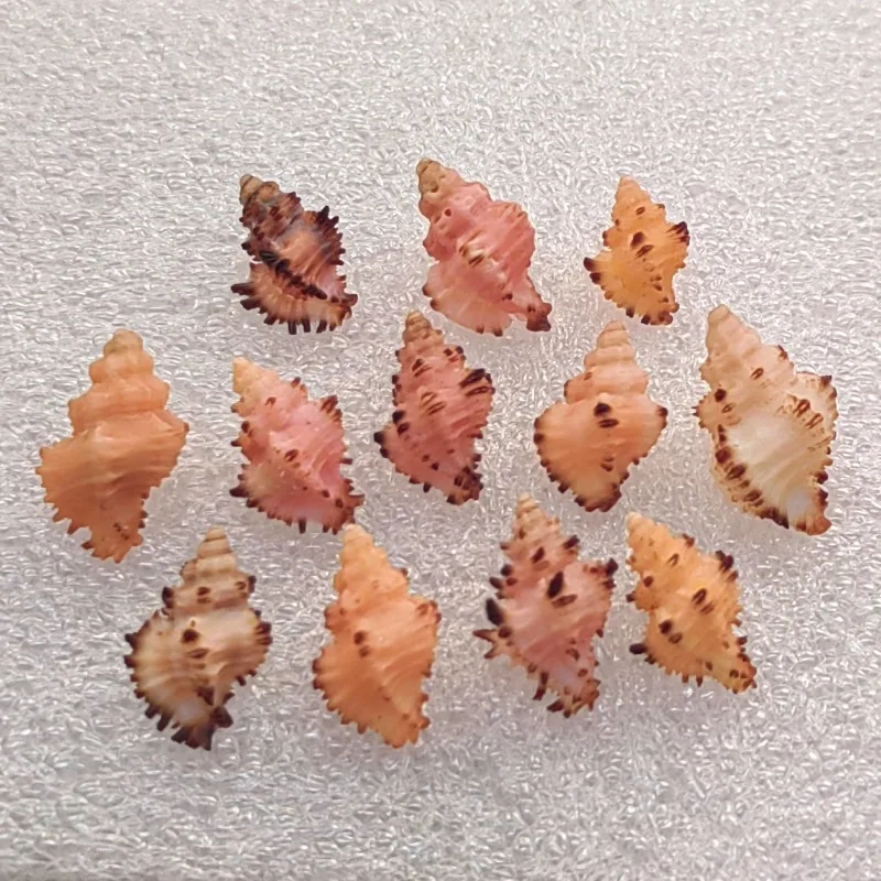 Натуральные Редкие раковины Favartia Balteata коллекция образцов аквариумное украшение