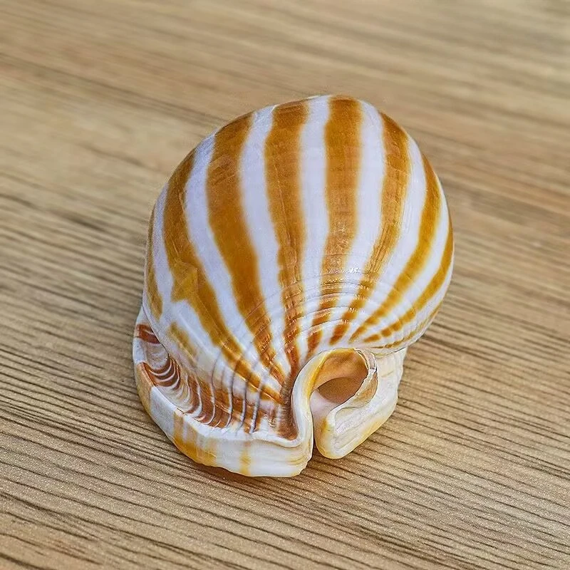 

Натуральная раковина YQXH