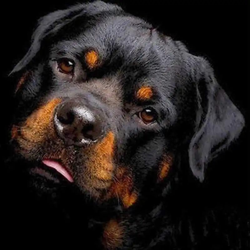 

5D алмазная живопись «сделай сам», животные, собака, вышивка крестиком, 3D Алмазная вышивка, рукоделие, домашний декор, подарок