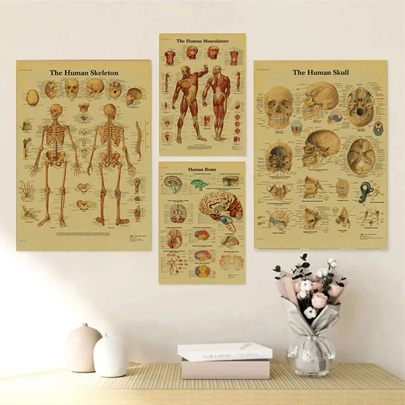Винтажная Анатомия физиология плакат структура тела Скелет принты Ретро орган