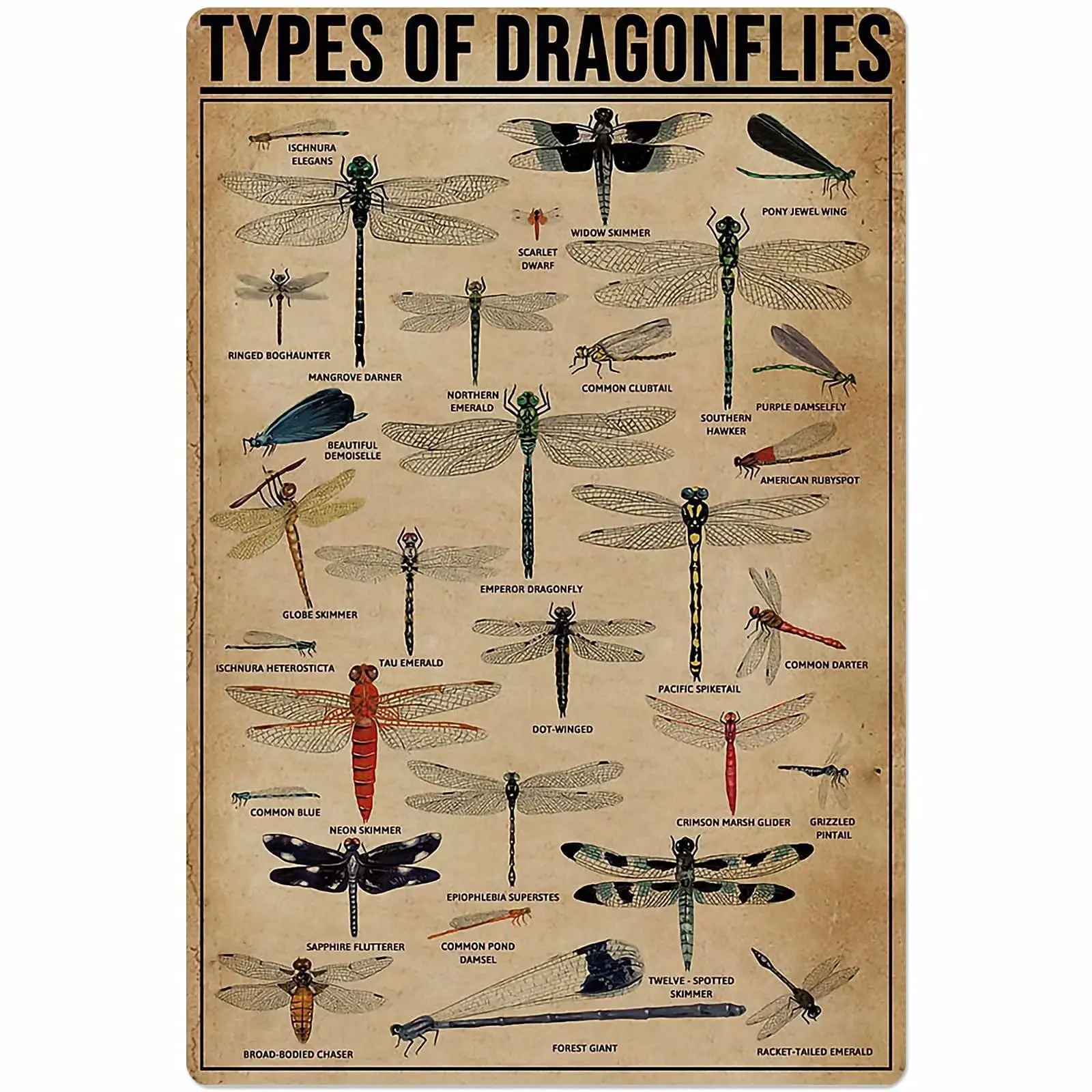 

Veidsuh Types of Dragonflies Metal Signs Printed Knowledge Poster Bar Cafe Decor Home Decor Vintage Wall Decor Club Plaques