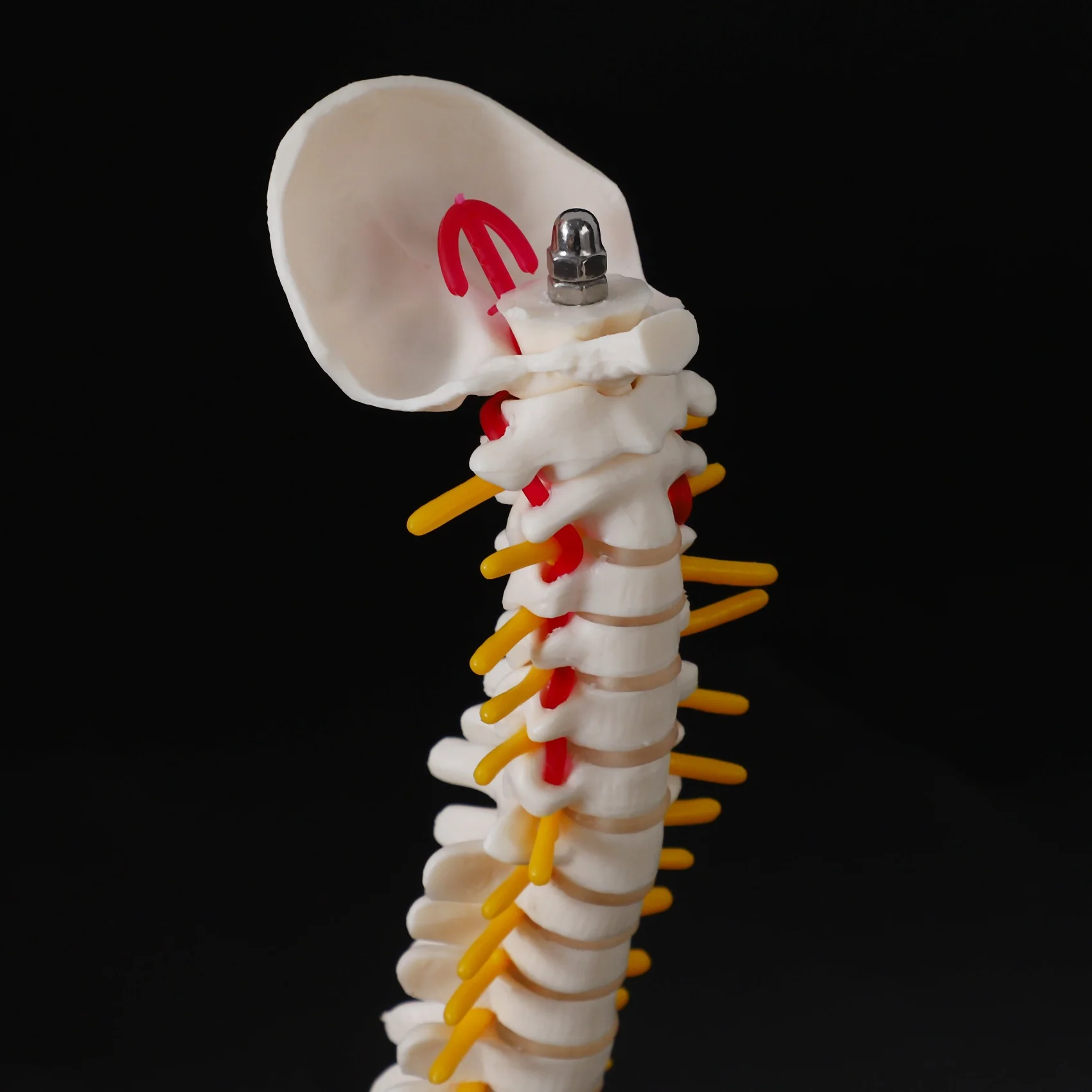 Рисунок 4 - Гибкая модель позвоночника