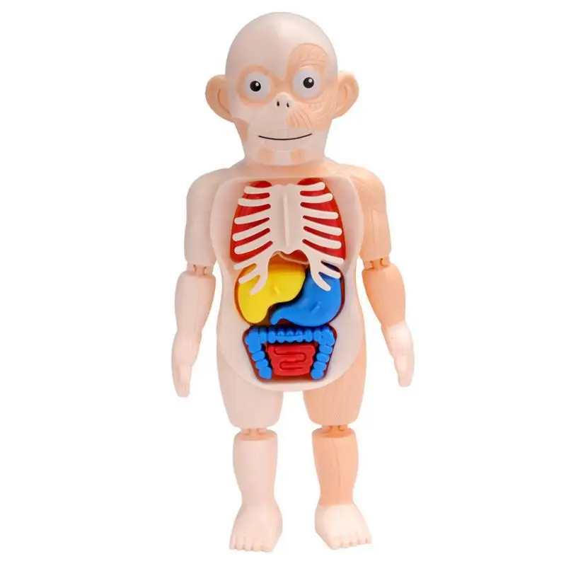 

Children Science And Education Human Organs Model DIY Assembled Enlightenmen Toys Kids Educational Toys For Children Gifts