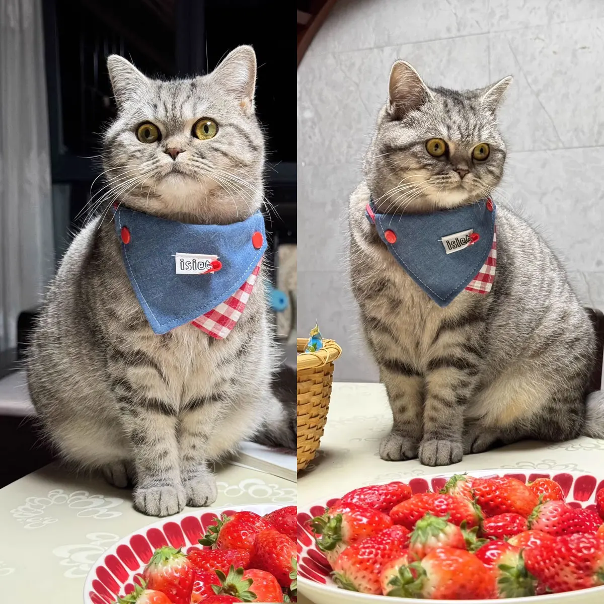 Фото Милый джинсовый клетчатый нагрудник для собак и кошек: модный, стильный, регулируемый шейный платок с пуговицами, для фотосессий и декора №5