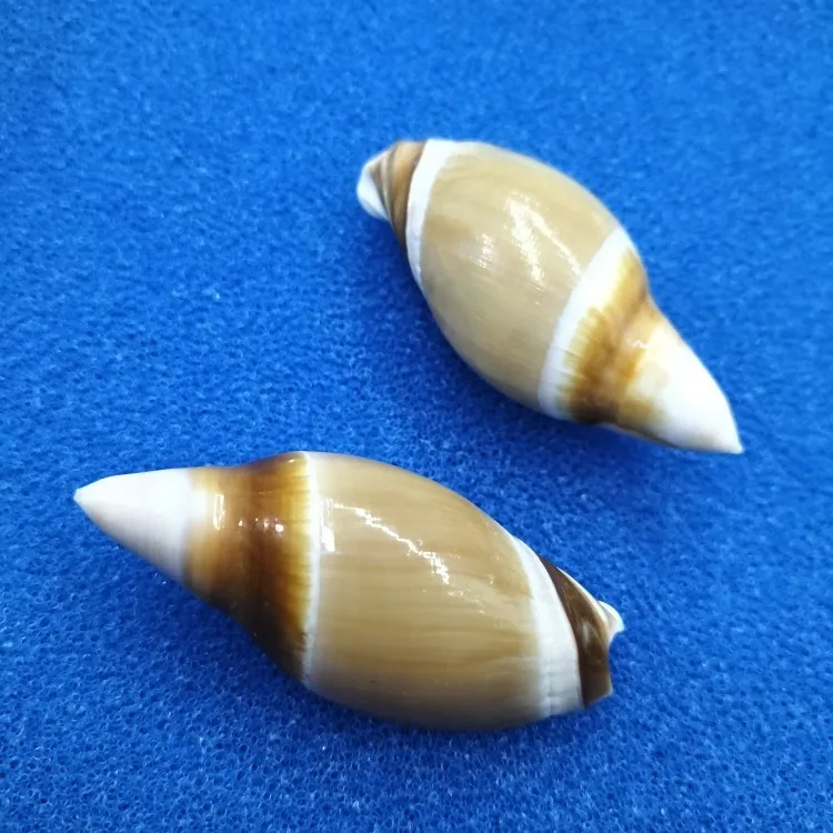 Натуральные ракушки в виде улитки из ракушек редкие морские аксессуары для