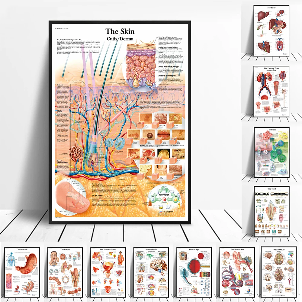 

Canvas Printings Wall Art Pictures Human Organs Diagram Illustration of Human Eyes Ears ETC Organs Posters for Hospital Decor