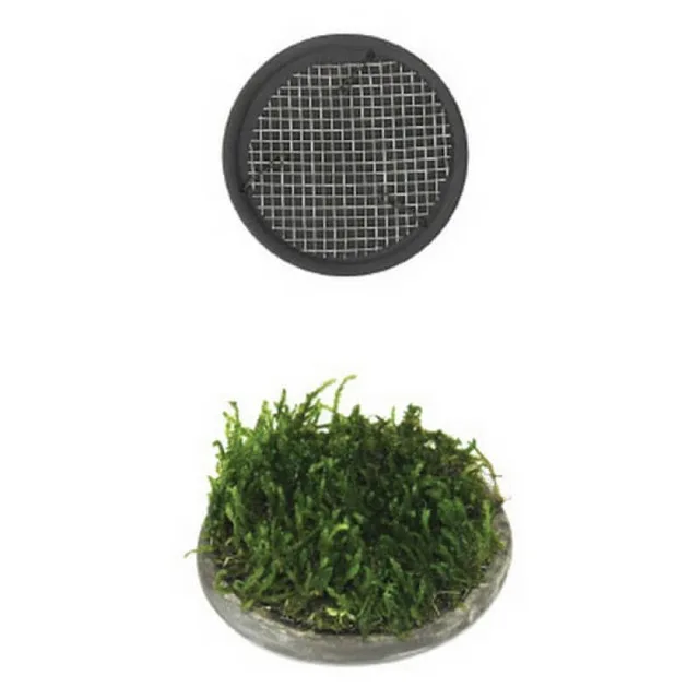 

Ista Ceramic Aquarium Plant Development For Insoles Round 5cm 238037648