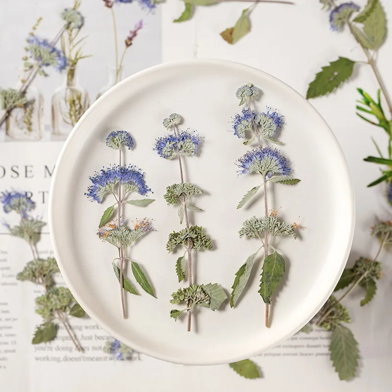 

60pcs Pressed Dried Caryopteris incana Flower Herbarium Jewelry Postcard Bookmark Frame Phone Case Face Makeup Lamp Card DIY