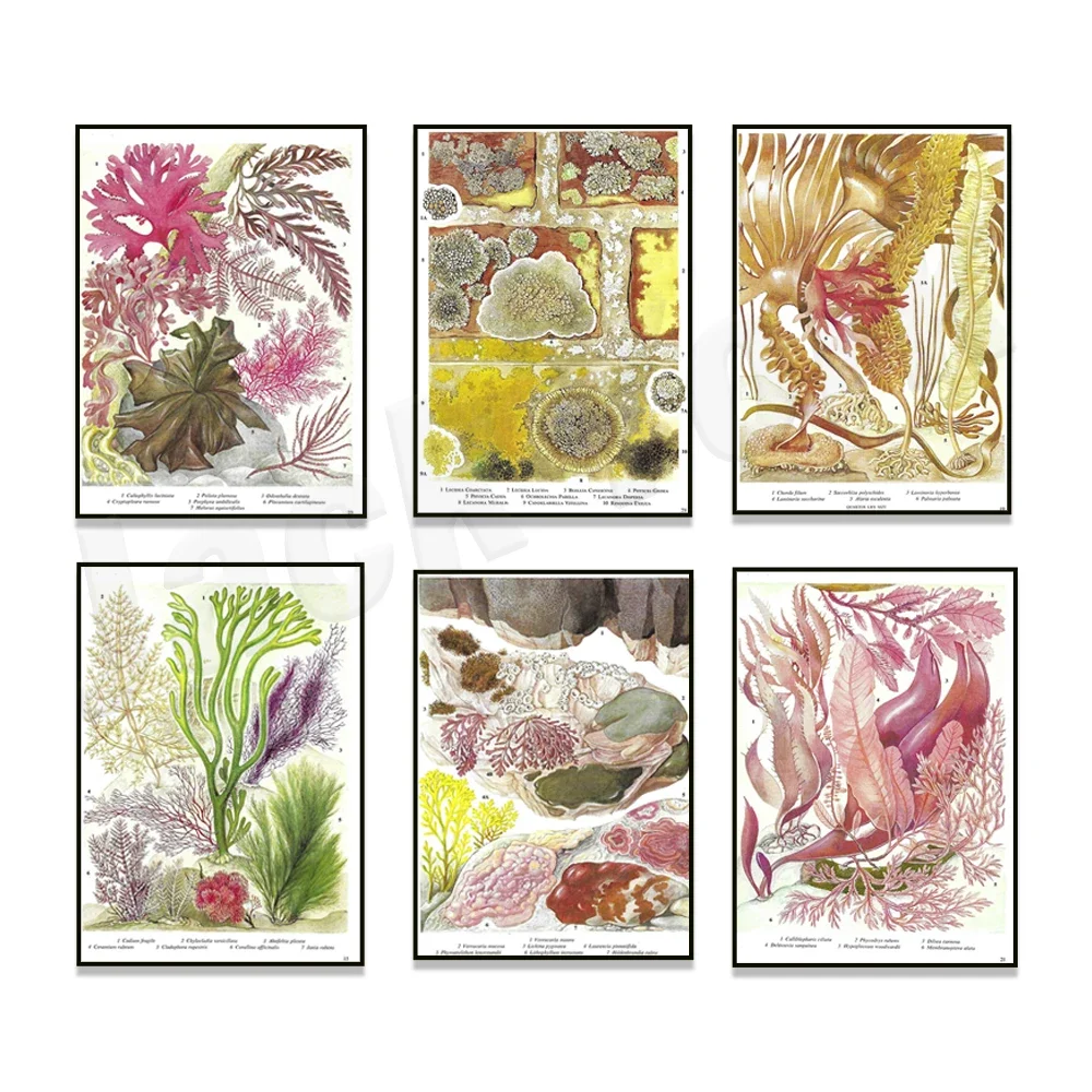 Винтажный постер с морскими водорослями морские растения морское дно папка