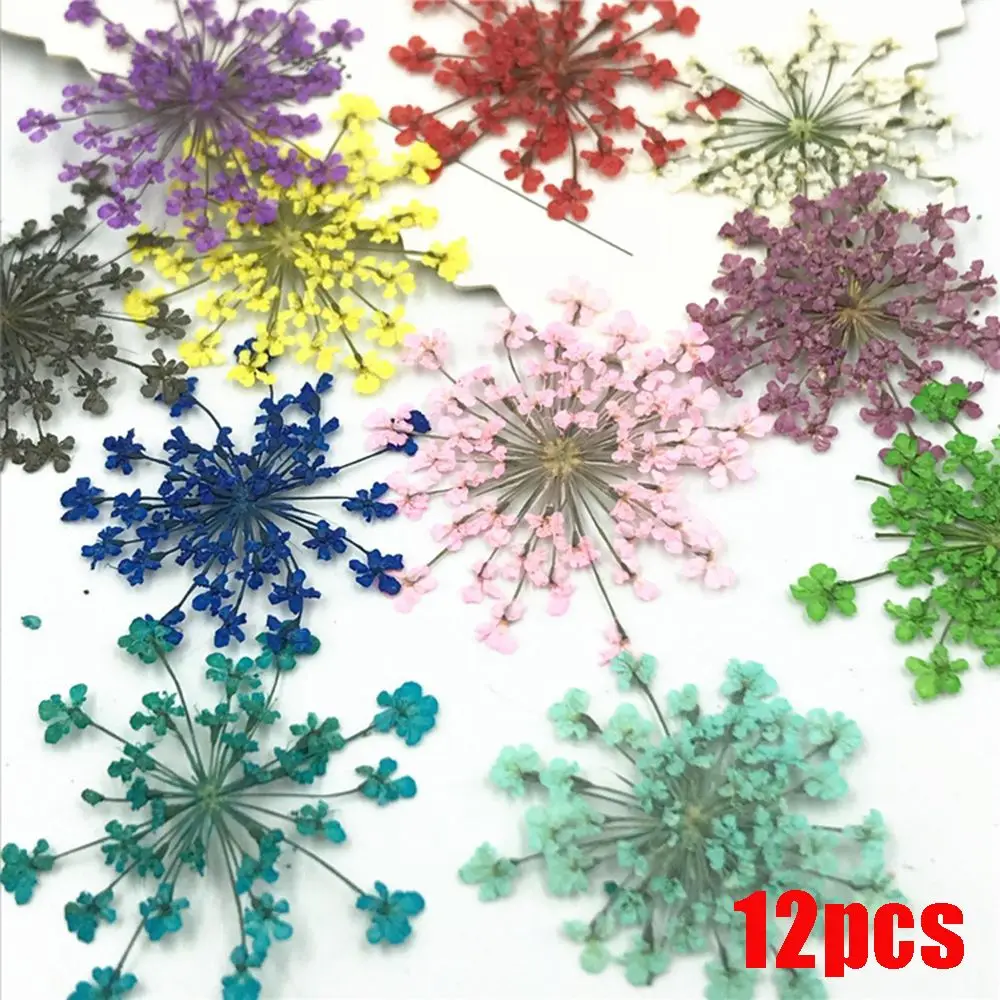 

Party Supplies Home Decoration Mobile Phone Shell Material Pressed Dried True Flower Hand-made Plant Ammi Majus Flower