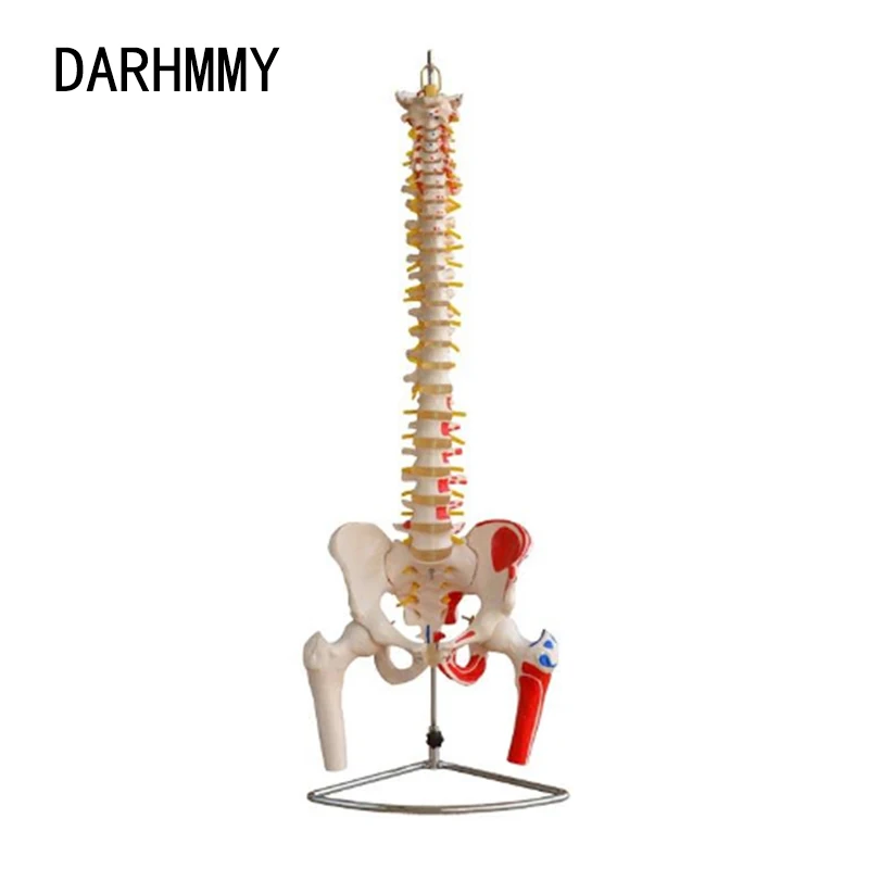 DARHMMY  85CM Vertebral Column Model with Pelvis ， Femur Heads ， Painted Muscles Model