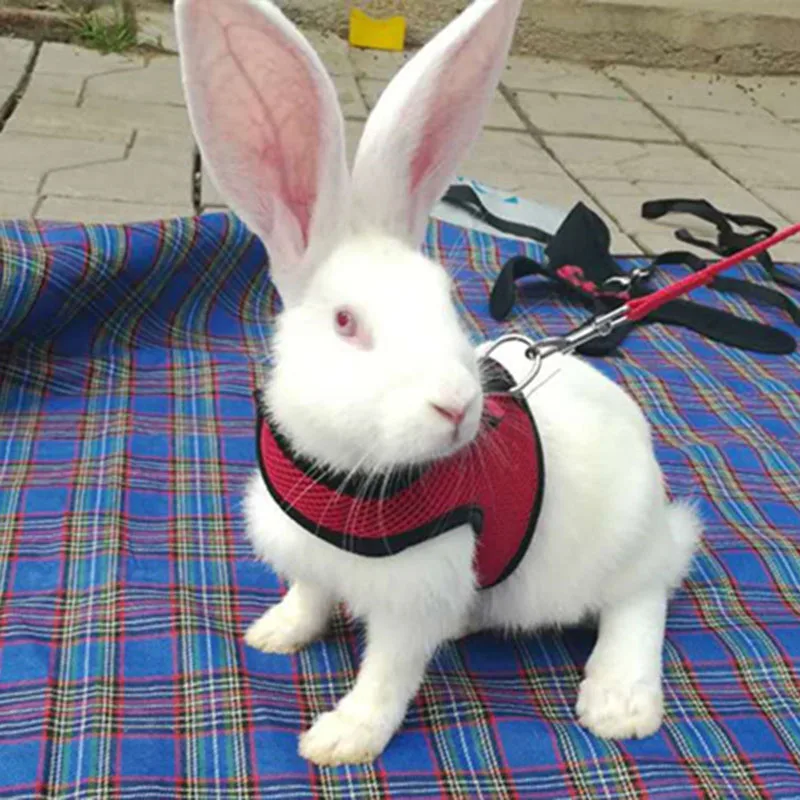 

Pet Mesh Soft Harness with Leash Travel Small Animal Vest Lead for Hamster Rabbit Bunny Collars Traction Rope Pet Accessories