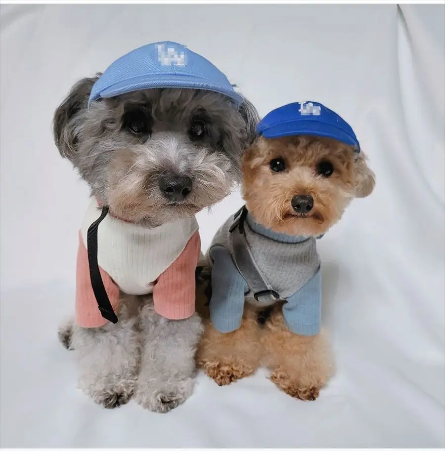 

Dog Hat Small Dog Teddy Bichon Sun Hat Cat Exposed Ears Puppy Peaked Baseball Cap