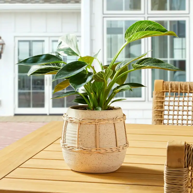 

Ellie Beige Ceramic Planter Planting mat Garden supplies Bonsai pots Plants Seedling lables plastic Plant pots Garden decoration