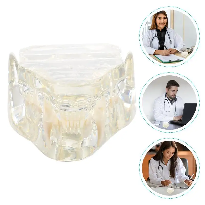 

1pc Cat Teeth Model Teeth Teaching Model Feline Dental Model for Pet Clinic
