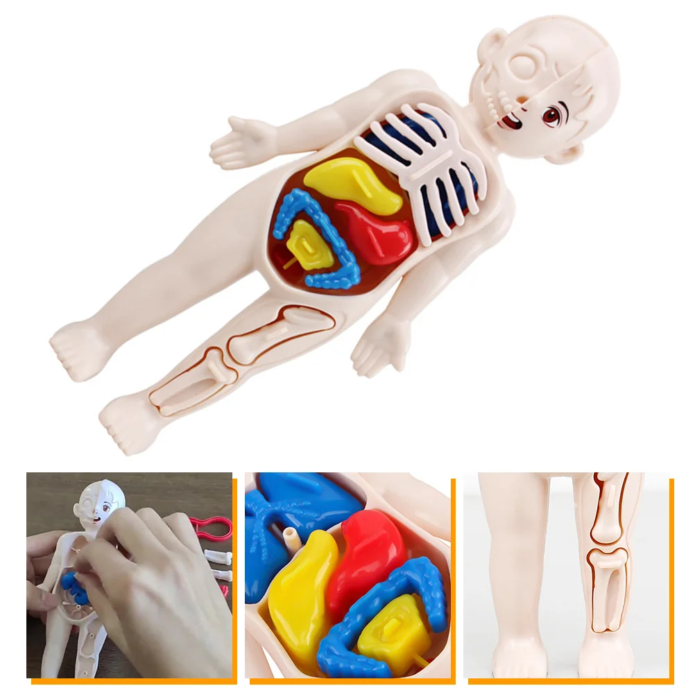 

1 Set Kindergarten Teaching Aids Human Internal Organs Teaching Equipment