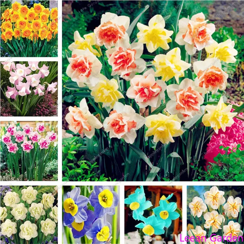 

200 шт./упаковка, Нарцисс