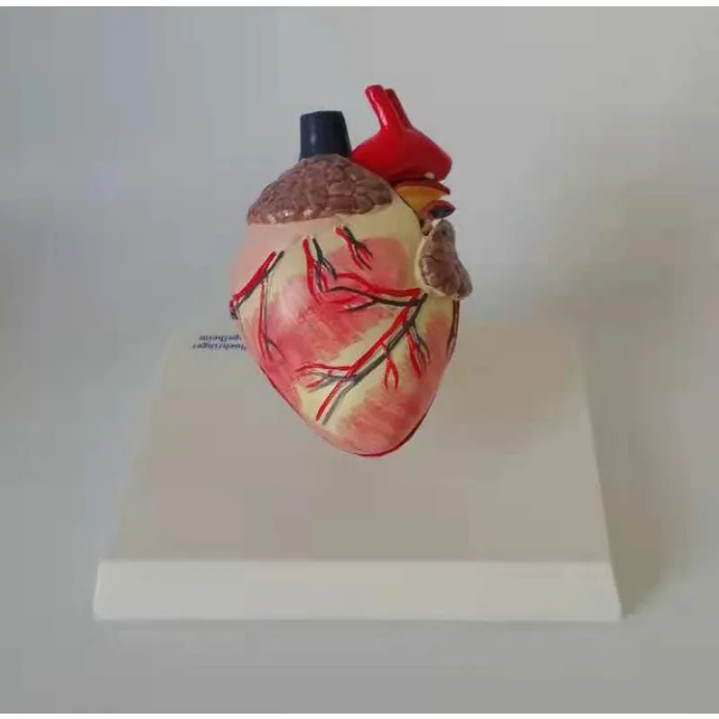 1:1 натуральный размер искусственное сердце анатомическая модель собачий питомец