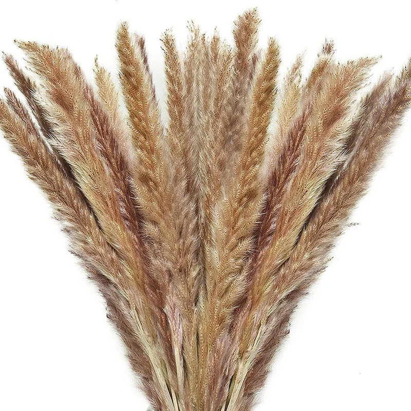 

Dried Pampas Grass 60Stem Natural Pampas Grass Decor Fluffy Dried Flowers For Vase, Home Decoration, Photo Props