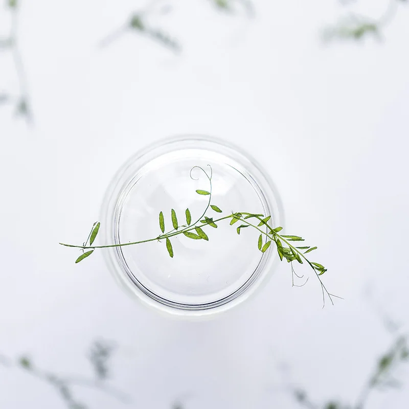 

12/24pcs Dried Leaf Horse Bean Leaf Tip Photo Frame Handmade Materials Foliage Specimens Embossing Phone Case Bookmark