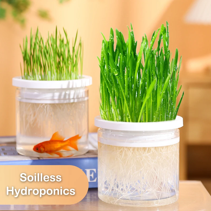 

Cat Snack Cat Mint Planting Hydroponic Box Cat Grass Pot Color Contrast Hydroponic Cat Grass Box Det Cat Grass Planting Bowl