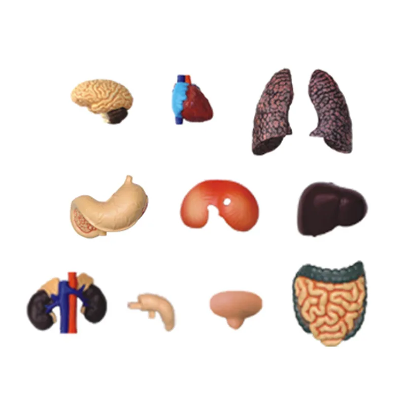Модель-головоломка внутренних органов, сосудов и нервов человеческого тела "4D" масштаб 1:6, прозрачная, 60 деталей.