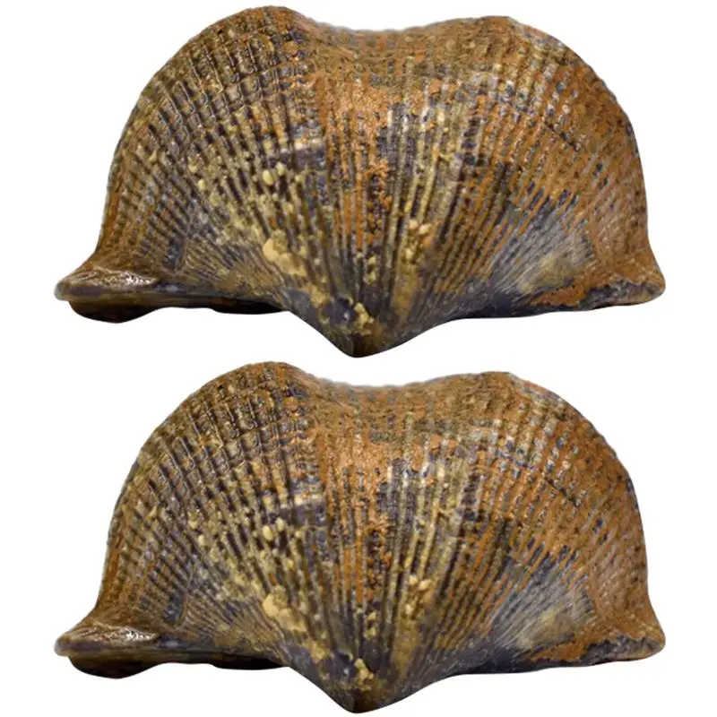 

2Pcs Brachiopod Fossil Paleontology Fossil Fun Science Ornaments Teaching Props