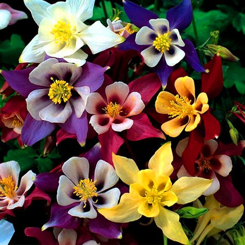 

100 шт. свежие Колонковые благовония, очищающие воздух натуральные колонны, цветы, ароматные растения, благовония