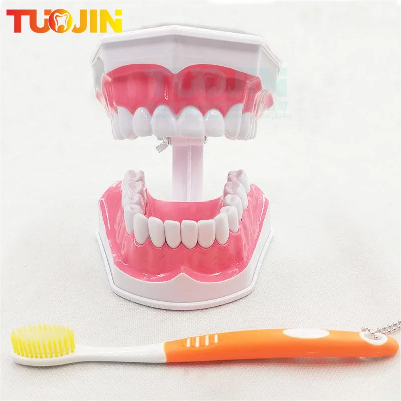 

Dental Teeth Model Normal Brushing With Toothbrush Teaching Model Study Medical Dentist Educational Oral Care Dental Learning