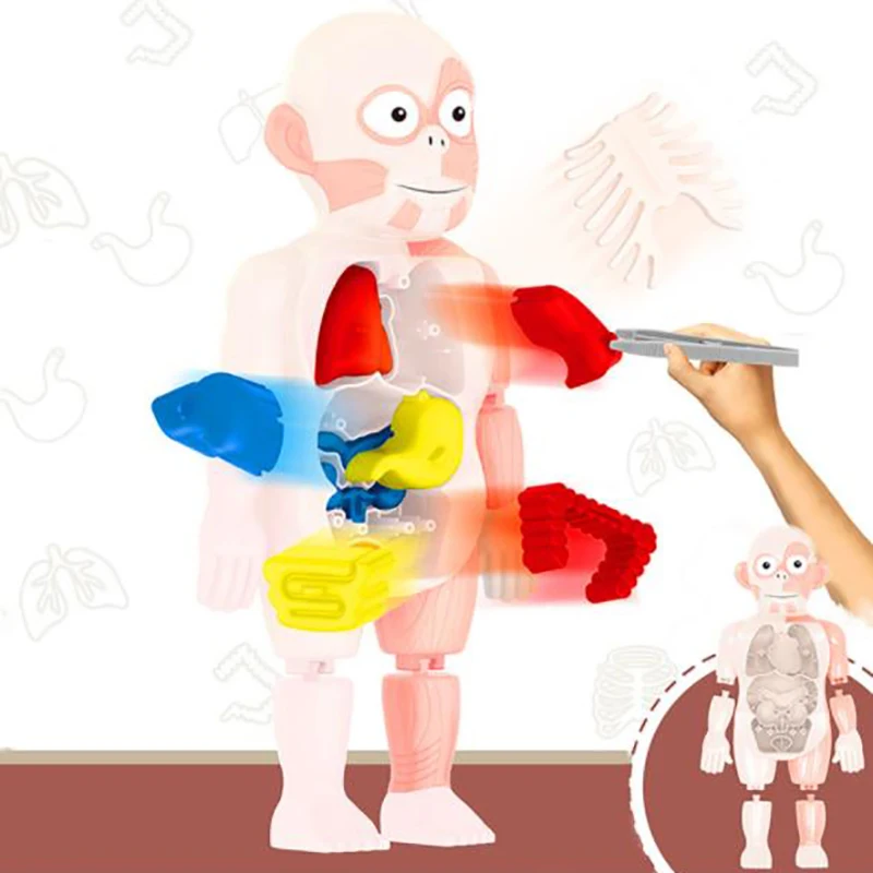 

Montessori 3d puzzle Human Body Anatomy Educational Learning DIY Assembled Toys
