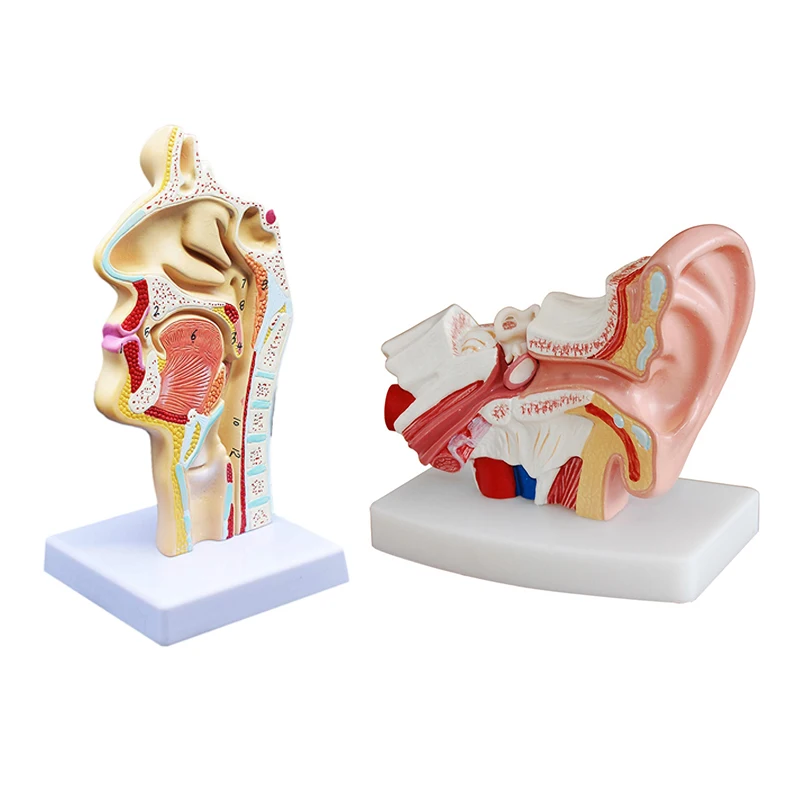 

2 Pcs Human Anatomical Nasal Cavity Throat Anatomy Model For Science Classroom Study Display Teaching Model 1.5 Times Human Ear