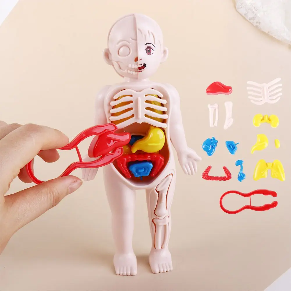 

Игрушки, собранные игрушки, школьные аксессуары, модель человеческого тела, анатомическая игрушка, модель человеческого тела
