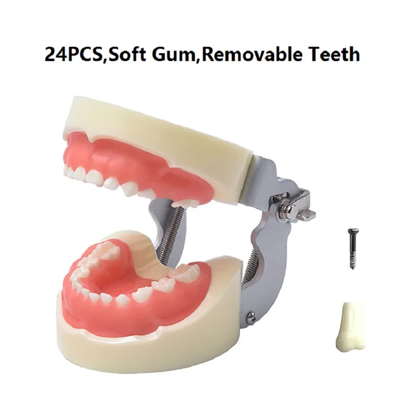 

Child Teeth Model M7014 With Soft Gum/Dental Study teeth Model Dental Training Tooth Model For Kids Standard Children Model