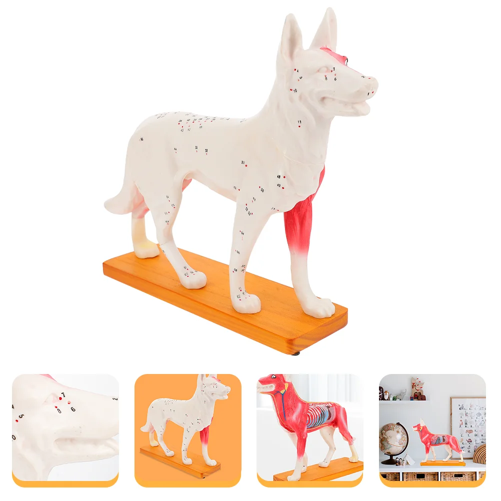 

Dog Acupoint Model School Teaching Tool Training Tools Animal Body Chinese Medicine Student
