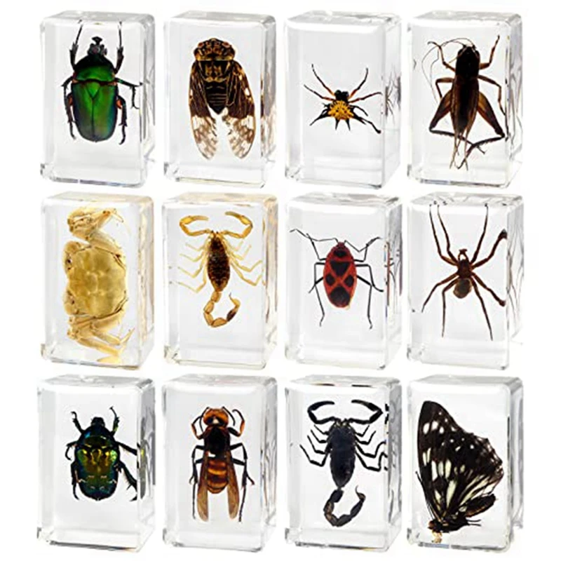

12 Piece Insect Resin Specimen Resin Animal Insect Taxidermy Kit Science Education Classroom Specimen Transparent