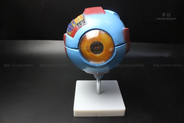 6times for the eyeball anatomy model of biological science medical teaching model eyeball phantom