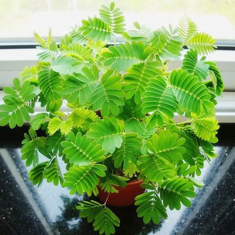 

50/100 шт., средство для очистки воздуха