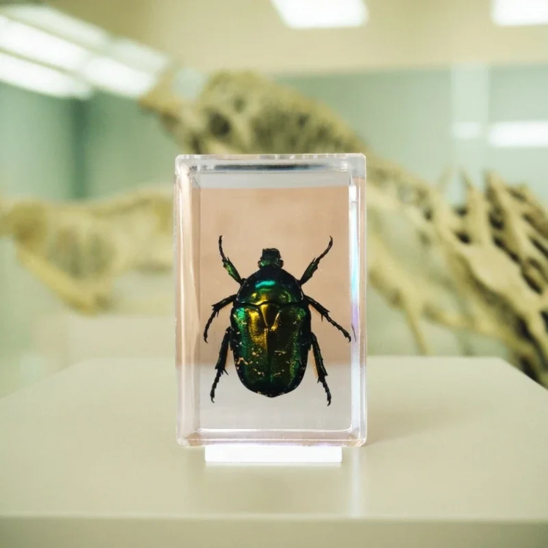 2 шт. искусственные образцы прозрачная смола поделки для обучения и наблюдения