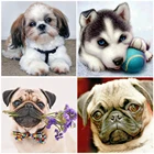 Полностью круглая алмазная живопись с милой собакой 5D DIY Бриллиантовая мозаичная фигурка животного вышивка картина Стразы домашний декор подарки