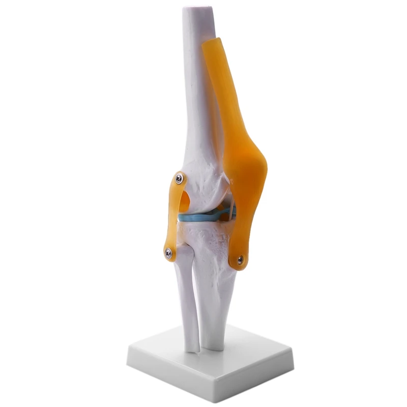

Knee Joint Simulation Model - Human 1:1 Size Anatomy Flexible Knee Skeleton Teaching Mold For Science Classroom Study Display
