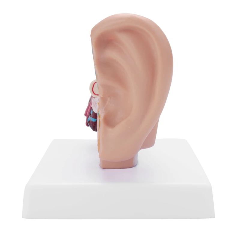 

1.5 Times Human Ear Anatomy Model Showing Organs Structure Of The Central And External Ears Teaching Supplies