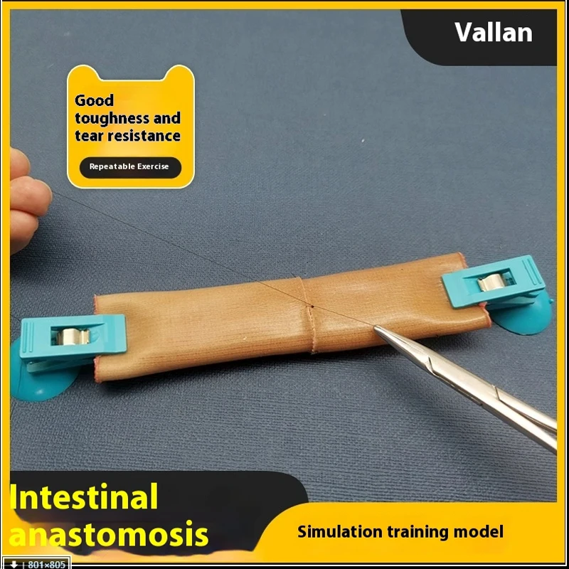 

Медицинские студенты, шовные упражнения, имитирующие кишечный астомозис, торцевая модель для анастомоза, учебная модель, медицинская обучающая форма